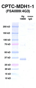 Click to enlarge image Western Blot using CPTC-MDH1-1 as primary Ab against Ag 10990 (lane 2). Also included are molecular wt. standards (lane 1) and mouse IgG control (lane 3).