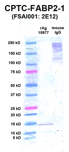 Click to enlarge image Western Blot using CPTC-FABP2-1 as primary Ab against rAg 10977 (FABP2) (lane 2). Also included are molecular wt. standards (lane 1) and mouse IgG as control for goat anti-mouse HRP secondary binding (lane 3).