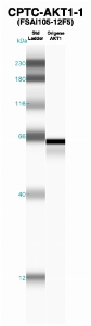 Click to enlarge image Western Blot using CPTC-AKT1-1 as primary Ab recombinant AKT1 (lane 2). Also included are molecular wt. standards (lane 1).