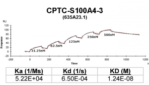 Click to enlarge image Kinetic titration data for S100A4-3 Ab (635A23.1) using Biacore SPR method