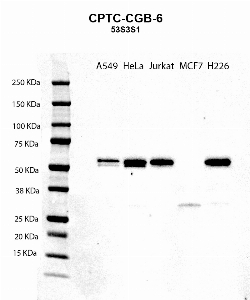 Click to enlarge image Western blot using CPTC-CGB-6 as primary antibody against A549 (lane 2), HeLa (lane 3), Jurkat (lane 4), MCF7 (lane 5), and H226 (lane 6) whole cell lysates.  Expected molecular weight - 17 kDa.  Molecular weight standards are also included (lane 1). Blot was developed using enhanced chemilumiescence (ECL).