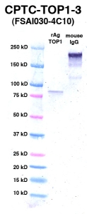 Click to enlarge image Western Blot using CPTC-TOP1-3 as primary Ab against TOP1 (rAg 00004) (lane 2). Also included are molecular wt. standards (lane 1) and mouse IgG control (lane 3).