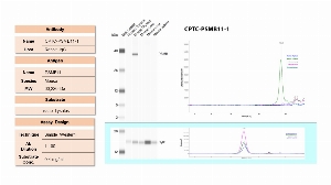 Click to enlarge image Simple Western using CPTC-PSMB11-1 as primary antibody against human thymus tissue, mouse thymus tissue, mouse lung tissue, mouse liver tissue, and mouse spleen tissue. The antibody detected the target protein (~33 KDa) only in the mouse thymus tissue, as expected. The same cell lysates were also probed for Cytochrome C, which was detected at different level of expression in each tested cell.