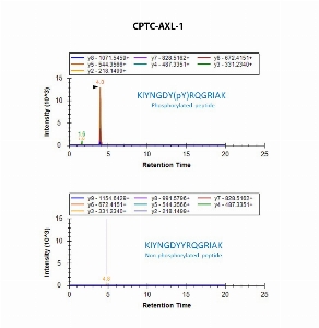 Click to enlarge image Immuno-MRM screening of antibody CPTC-AXL-1 against synthetic peptide KIYNGDY(pY)RQGRIAK (AXL Receptor Tyrosine Kinase Peptide 1) and its correspondent non-phosphorylated peptide (KIYNGDYYRQGRIAK). The antibody was able to pull down only the phosphorylated peptide.