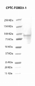 Click to enlarge image Western Blot using CPTC-FOXO3-1 as primary antibody against FOXO3 recombinant protein  (lane 2) with expected MW of 71.3 KDa. Molecular weight standards are also included (lane 1).