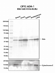 Click to enlarge image Western blot using CPTC-ADA-1 as primary antibody against human breast (2), ovary (3), spleen (4), endometrium (5), and lung (6) tissue lysates. The expected molecular weight is 40.7 kDa. Cytochrome C was used as a loading control.