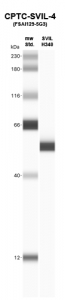 Click to enlarge image Western Blot using CPTC-SVIL-4 as primary Ab against Supervillin H340 (rAg 00259) (lane 2). Also included are molecular wt. standards (lane 1)