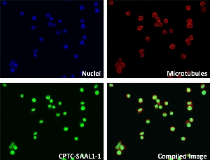 Click to enlarge image Immunofluorescence staining of human cell line LCL57 with CPTC-SAAL1-1 Ab shows localization to the nucleus.