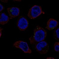 Click to enlarge image Results provided by the Human Protein Atlas (www.proteinatlas.org). The subcellular location is supported by literature. Immunofluorescent staining of human cell line THP-1 shows localization to lipid droplets. Human assay: THP-1 fixed with PFA, dilution: 1:100 Human assay: U2OS fixed with PFA, dilution: 1:100