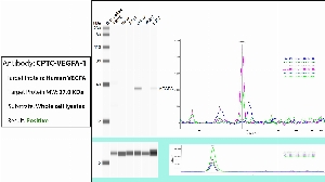 Click to enlarge image Automated WB (Simple Western) using CPTC-VEGFA-1 as primary antibody against the whole lysate of PBMC, HeLa, Jurkat, A549, MCF7 and H226. Expected MW is 27 KDa. The antibody does recognizes the target in Jurkat and H226 lysates, but not in the other tested lysates. The same cell lysates were probed with an anti-CytC antibody (bottom panel).