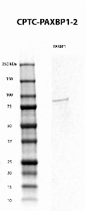 Click to enlarge image Western blot using CPTC-PAXBP1-2 as primary antibody against human PAXBP1 recombinant protein. 
 Expected MW is about 70.6 kDa. The antibody CPTC-PAXBP1-2 recognizes the human recombinant protein.