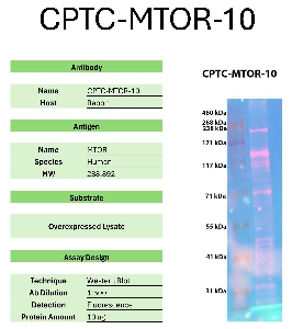 Click to enlarge image Western Blot of CPTC-MTOR-10 against the over-expressed lysate of MTOR. Expected MW is 288.8 KDa. The antibody does not detect the target protein.