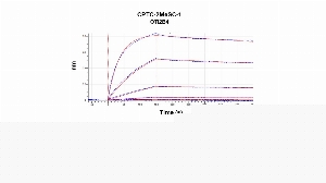 Click to enlarge image Affinity and binding kinetics of CPTC-2MeSC-1 and BSA-conjugated Itaconate peptide were measured using biolayer interferometry. CPTC-2MeSc-1 mouse antibody was captured onto Protein G biosensor. The BSA-conjugated Itaconate peptide at 1024 nM, 256 nM, 64 nM, 16 nM, 4 nM, 1.0 nM and 0.25 nM, was used as analyte. Buffer only and biosensors immobilized without antibody were used as references for background subtraction. All binding data were analyzed globally using a 1:1 fitting.