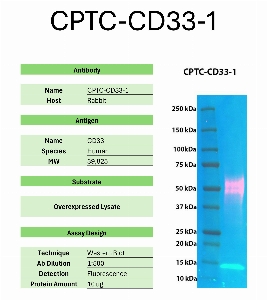 Click to enlarge image Western Blot of CPTC-CD33-1 against the over-expressed lysate of CD33. Expected MW is 39.8 KDa. The antibody detected the target protein.