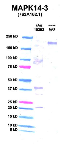 Click to enlarge image Western Blot using CPTC-MAPK14-3 as primary Ab against Ag 10392 (lane 2). Also included are molecular wt. standards (lane 1) and mouse IgG control (lane 3).