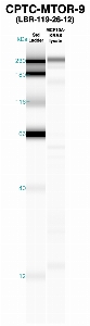 Click to enlarge image Western Blot using CPTC-MTOR-9 as primary Ab against MCF10A-KRAS cell lysate (lane 2). Also included are molecular wt. standards (lane 1).