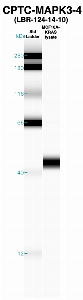 Click to enlarge image Western Blot using CPTC-MAPK3-4 as primary Ab against MCF10A-KRAS cell lysate (lane 2). Also included are molecular wt. standards (lane 1).
