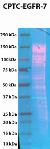 Click to enlarge image Western Blot using CPTC-EGFR-7 as primary Ab against EGFR over-expressed lysate.