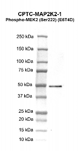 Click to enlarge image Western blot using CPTC-MAP2K2-1 as primary antibody against human mitogen-activated protein kinase kinase 2 (MAP2K2) recombinant protein (lane 2).  Molecular weight standards are also included (lane 1). Expected molecular weight – 44.2 kDa. Blot was developed using enhanced chemiluminescence (ECL).