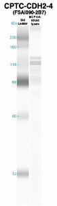 Click to enlarge image Western Blot using CPTC-CDH2-4 as primary Ab against MCF10A-KRas cell lysate (lane 2). Also included are molecular wt. standards (lane 1).
