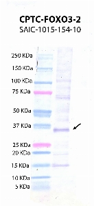 Click to enlarge image Western Blot using CPTC-FOXO3-2 as primary antibody against FOXO3 protein domain comprising amino acids 355-673 (lane 2) with expected MW of 34.2 KDa. Molecular weight standards are also included (lane 1).