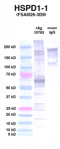 Click to enlarge image Western Blot using CPTC-HSPD1-1 as primary Ab against HSPD1 (rAg 10793) in lane 2. Also included are molecular wt. standards (lane 1) and mouse IgG control (lane 3).
