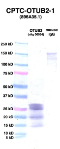 Click to enlarge image Western Blot using CPTC-OTUB2-1 as primary Ab against PEBP1 (rAg 00054) (lane 2). Also included are molecular wt. standards (lane 1) and mouse IgG control (lane 3).