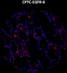 Click to enlarge image Imaging mass cytometry on normal lung tissue core using CPTC-EGFR-6 metal-labeled antibody.  Data shows an overlay of the target protein signal (red) and DNA (blue). Dilution: 1:100 of 0.5mg/mL stock. Signal was also obtained in other normal tissues (colon, lung, appendix, and kidneys) and cancer tissue (colon).