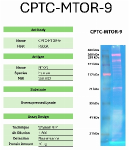 Click to enlarge image Western Blot of CPTC-MTOR-9 against the over-expressed lysate of MTOR. Expected MW is 288.8 KDa. The antibody presumedly detects the target protein.