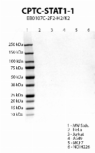 Click to enlarge image Western blot using CPTC-STAT1-1 as primary antibody against HeLa (lane 2), Jurkat (lane 3), A549 (lane 4), MCF7 (lane 5) and NCI H226 (lane 6) cell lysates.  Expected molecular weight 87 kDa.  Molecular weight standards (MW Stds.) are also included (lane 1).  Negative data in all cell lines.