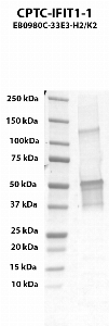 Click to enlarge image Western blot using CPTC-IFIT1-1 as primary antibody against human interferon-induced protein with tetratricopeptide repeats 1 (IFIT1), transcript variant 2, recombinant protein (lane 2).  Expected molecular weight - 55.2 kDa.  Molecular weight standards are also included (lane 1).