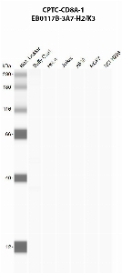 Click to enlarge image Automated western blot using CPTC-CD8A-1 as primary antibody against buffy coat (lane 2), HeLa (lane 3), Jurkat (lane 4), A549 (lane 5), MCF7 (lane 6), and H226 (lane 7) whole cell lysates.  Expected molecular weight - 25.7 kDa,​ 21.6 kDa, and ​30.2 kDa.​ Molecular weight standards are also included (lane 1).