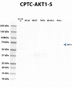Click to enlarge image Western blot using CPTC-AKT1-5 as primary antibody against whole lysates of cell lines cell MDA-MB-231, HT-29, MCF7, T47D, SK-OV-3, and HeLa. The antibody cannot recognize the target in the cell lysates.