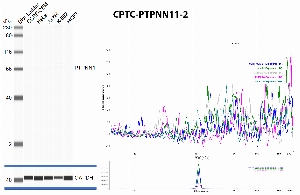Click to enlarge image Automated western blot using CPTC-PTPN11-2 as primary antibody against whole lysates of cell lines CCRF-CEM, HeLa, Jurkat, K-562 and MCF7. Protein molecular weight is about 68 KDa. The antibody cannot recognize the target in any of the tested lysates. Loading controls were run with anti-GAPDH antibody.