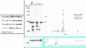 Click to enlarge image Automated WB (Simple Western) using CPTC-PCNA-3 as primary antibody against the whole lysate of PBMC, HeLa, Jurkat, A549, MCF7 and H226. Expected MW is 65 KDa. The antibody recognizes the target in the tested lysates. The same cell lysates were probed with an anti-CytC antibody (bottom panel).
