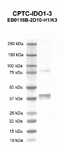 Click to enlarge image Western blot using CPTC-IDO1-3 as primary antibody against human indoleamine 2,3-dioxygenase 1 (IDO1) recombinant protein (lane 2). Expected molecular weight - 47.7 kDa. 
Molecular weight standards are also included (lane 1).