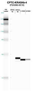 Click to enlarge image Western blot of CPTC-KRAS4b-4 antibody with full length KRAS4a,KRAS4b, H-RAS and N-RAS recombinant proteins.