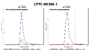 Click to enlarge image Immuno-MRM chromatogram of CPTC-MCM6-1 antibody (see CPTAC assay portal for details: https://assays.cancer.gov/CPTAC-5918 for non-phosphorylated peptide and https://assays.cancer.gov/CPTAC-5919  for phosphorylated peptide)
Data provided by the Paulovich Lab, Fred Hutch (https://research.fredhutch.org/paulovich/en.html). Data shown were obtained from cell lysate.