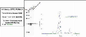 Click to enlarge image Immuno-precipitation performed using CPTC-PCNA-3 as capture antibody against the over-expressed lysate of PCNA (Myc-tagged). Eluates were tested in automated western blot using the an anti-Myc tag as detection antibody. The target protein was pulled down.