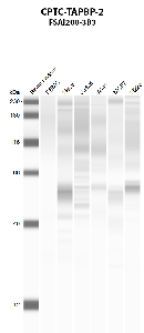 Click to enlarge image Automated western blot using CPTC-TAPBP-2 as primary antibody against PBMC (lane 2), HeLa (lane 3), Jurkat (lane 4), A549 (lane 5), MCF7 (lane 6), and NCI-H226 (lane 7) whole cell lysates.  Expected molecular weight - 47.6 kDa, 43.9 kDa, 53.9 kDa, and 38.4 kDa.  Molecular weight standards are also included (lane 1).