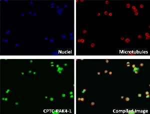 Click to enlarge image Immunofluorescence staining of human cell line LCL57 with CPTC-PAK4-1 Ab shows localization to the cytoplasm.