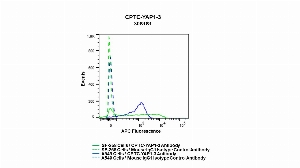 Click to enlarge image Flow cytometric analysis of YAP1 expression in SF-268 and A549 cells using CPTC-YAP1-3 mouse antibody. SF-268 cells were permeabilized and fixed and then stained with CPTC-YAP1-3 antibody (solid green) or concentration-matched mouse IgG1 isotype control antibody (dashed green). A549 cells were permeabilized and fixed and then stained with CPTC-YAP1-3 (solid blue) or concentration-matched mouse IgG1 isotype control antibody (dashed blue) and then fixed. An APC conjugated goat anti-mouse IgG (H+L) was used as a secondary antibody. All data were analyzed using FlowJo. CPTC-YAP1-3 antibody can detect expression of YAP1 in both SF-268 and A549 cells.