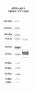 Click to enlarge image Western Blot using CPTC-LAT-1 as primary antibody against human Lat recombinant protein (lane 2). Also included are molecular weight standards (lane 1).