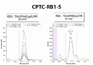 Click to enlarge image Immuno-MRM using CPTC-RB1-5 as capture antibody against the phosphorylated synthetic peptide TAVIPING(pS)PR (phosphosite S249) and the correspondent  non-phosphorylated peptide TAVIPINGSPR. Antibody CPTC-RB1-5 captures specifically the phosphorylated synthetic peptide, but not the correspondent non-phosphorylated peptide.
