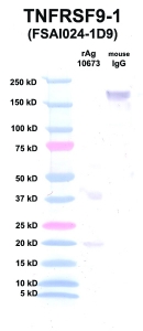 Click to enlarge image Western Blot using CPTC-TNFRSF9-1 as primary Ab against TNFRSF9 (rAg 10673) in lane 2. Also included are molecular wt. standards (lane 1) and mouse IgG control (lane 3).