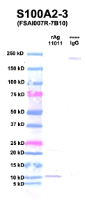 Click to enlarge image Western Blot using CPTC-S100A2-3 as primary Ab against S100A2 (Ag 11011) (lane 2). Also included are molecular wt. standards (lane 1) and mouse IgG control (lane 3).