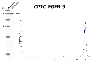 Click to enlarge image SW using CPTC-EGFR-9 as primary antibody against the over-expressed lysate of EGFR. The antibody is able to recognize the recombinant protein.