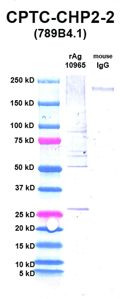 Click to enlarge image Western Blot using CPTC-CHP2-2 as primary Ab against CHP2 (rAg 10965) in lane 2. Also included are molecular wt. standards (lane 1) and mouse IgG control (lane 3).