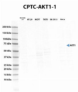 Click to enlarge image Western blot using CPTC-AKT1-1 as primary antibody against whole lysates of cell lines MDA-MB-231, HT-29, MCF7, T47D, SK-OV-3, and HeLa. The antibody cannot recognize the target in the cell lysates.