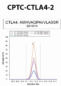Click to enlarge image Immuno-MRM using CPTC-CTLA4-2 as capture antibody against the synthetic peptide AMHVAQPAVVLASSR. Antibody CPTC-CTLA4-2 captures the synthetic peptide.